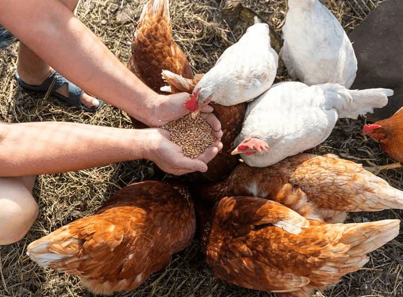How Much Grower Feed Per Chicken Per Day