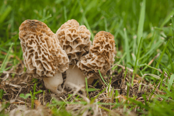 Defrosting of Morel Mushroom