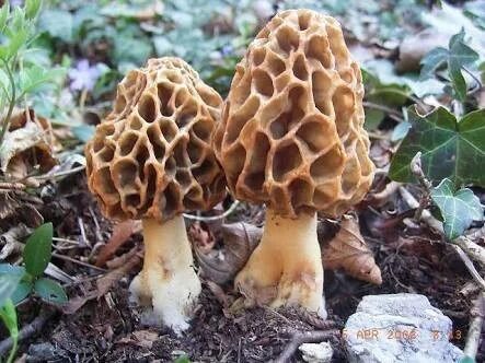 How to Freeze Morel Mushrooms